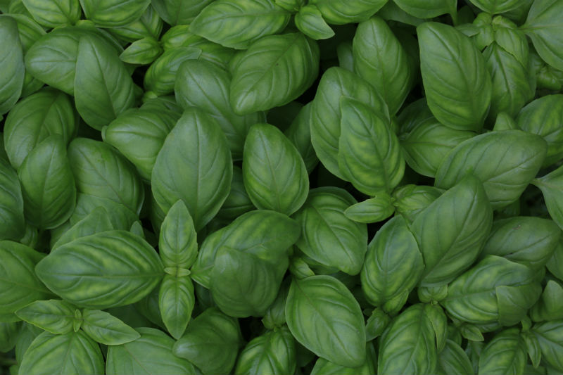 Basil