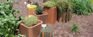 Growing and Using Your Own Herb Garden