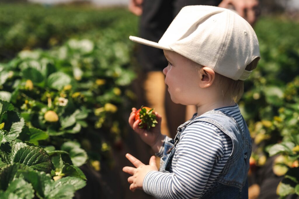 Berry Picking Adventures – Family Activities on the Farm