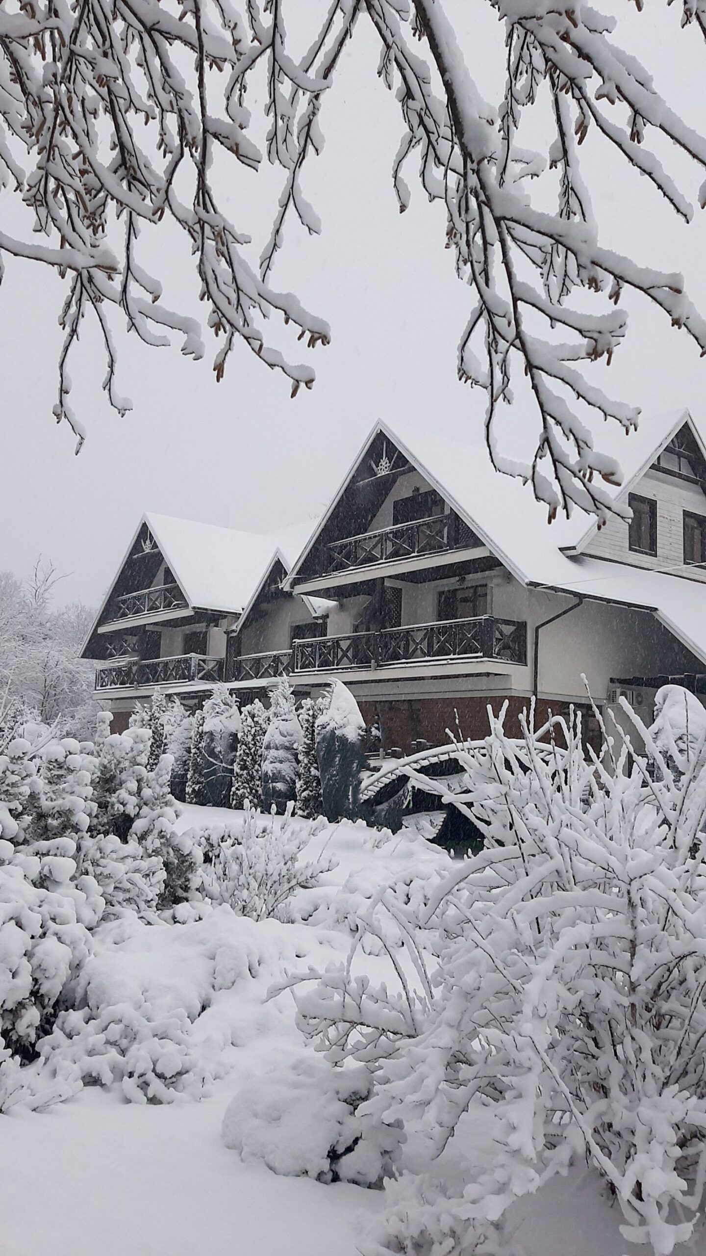 Snow-covered house behind snowy shrubs and bare branches