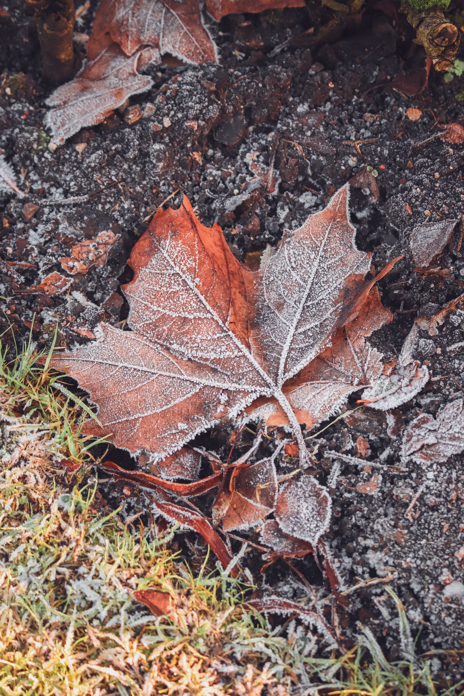 Maple leaf on dark soil with a layer of white frost along its veins and edges