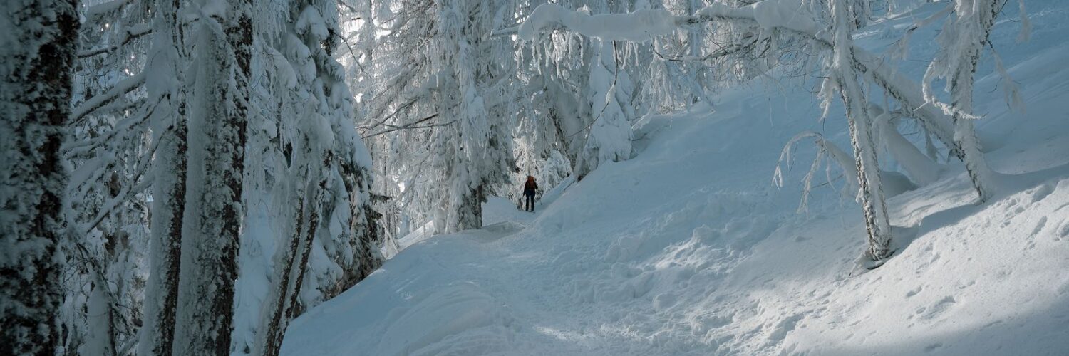 Snow-covered trees along a packed footpath in a winter forest