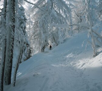 Snow-covered trees along a packed footpath in a winter forest