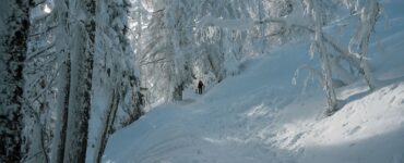 Snow-covered trees along a packed footpath in a winter forest