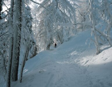 Snow-covered trees along a packed footpath in a winter forest