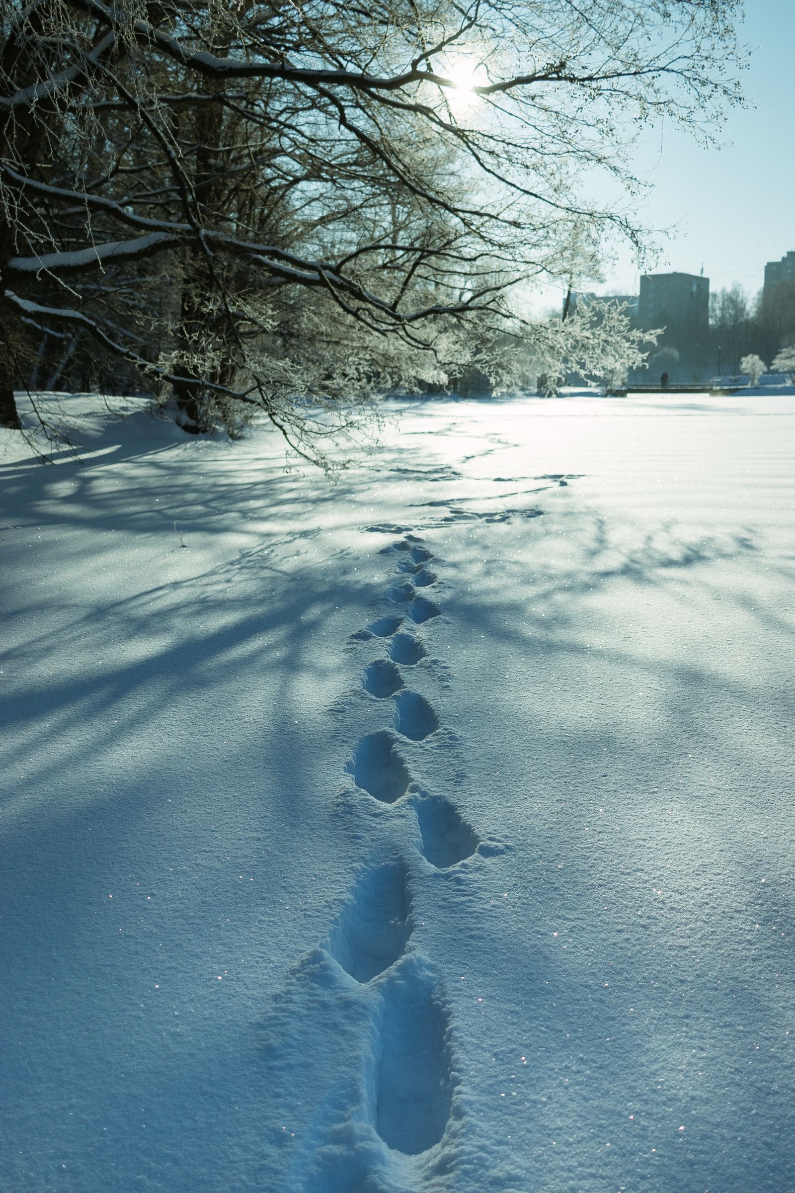 A single line of footprints crossing fresh snow beside bare trees