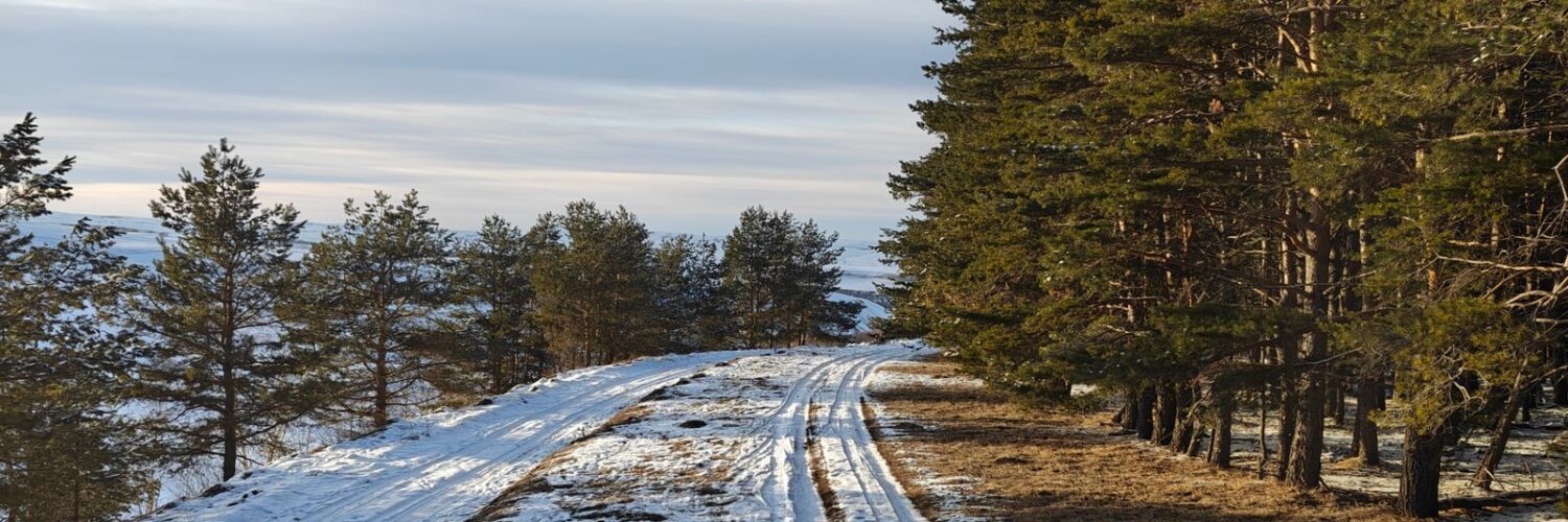 Snow-packed road curving past a row of pine trees under a pale winter sky