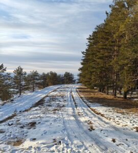 Snow-packed road curving past a row of pine trees under a pale winter sky