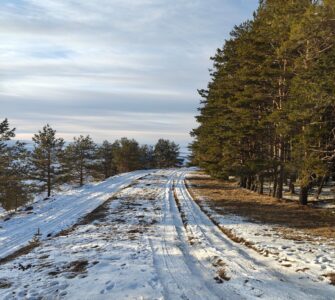Snow-packed road curving past a row of pine trees under a pale winter sky
