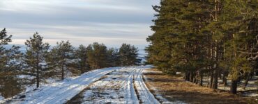 Snow-packed road curving past a row of pine trees under a pale winter sky