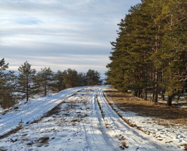 Snow-packed road curving past a row of pine trees under a pale winter sky