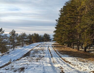 Snow-packed road curving past a row of pine trees under a pale winter sky
