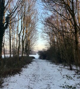 A snow-covered path running between bare trees under a blue sky