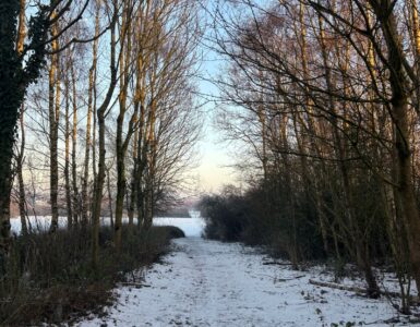 A snow-covered path running between bare trees under a blue sky