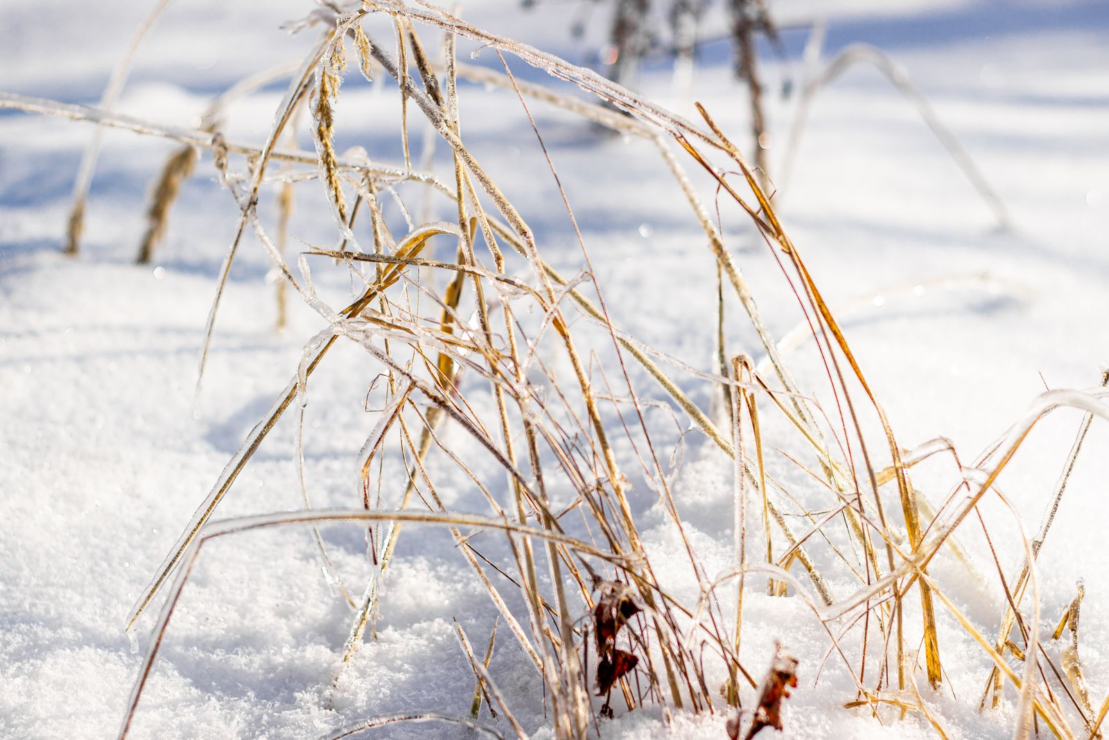 Dry grass stems coated in a thin layer of ice standing in bright snow