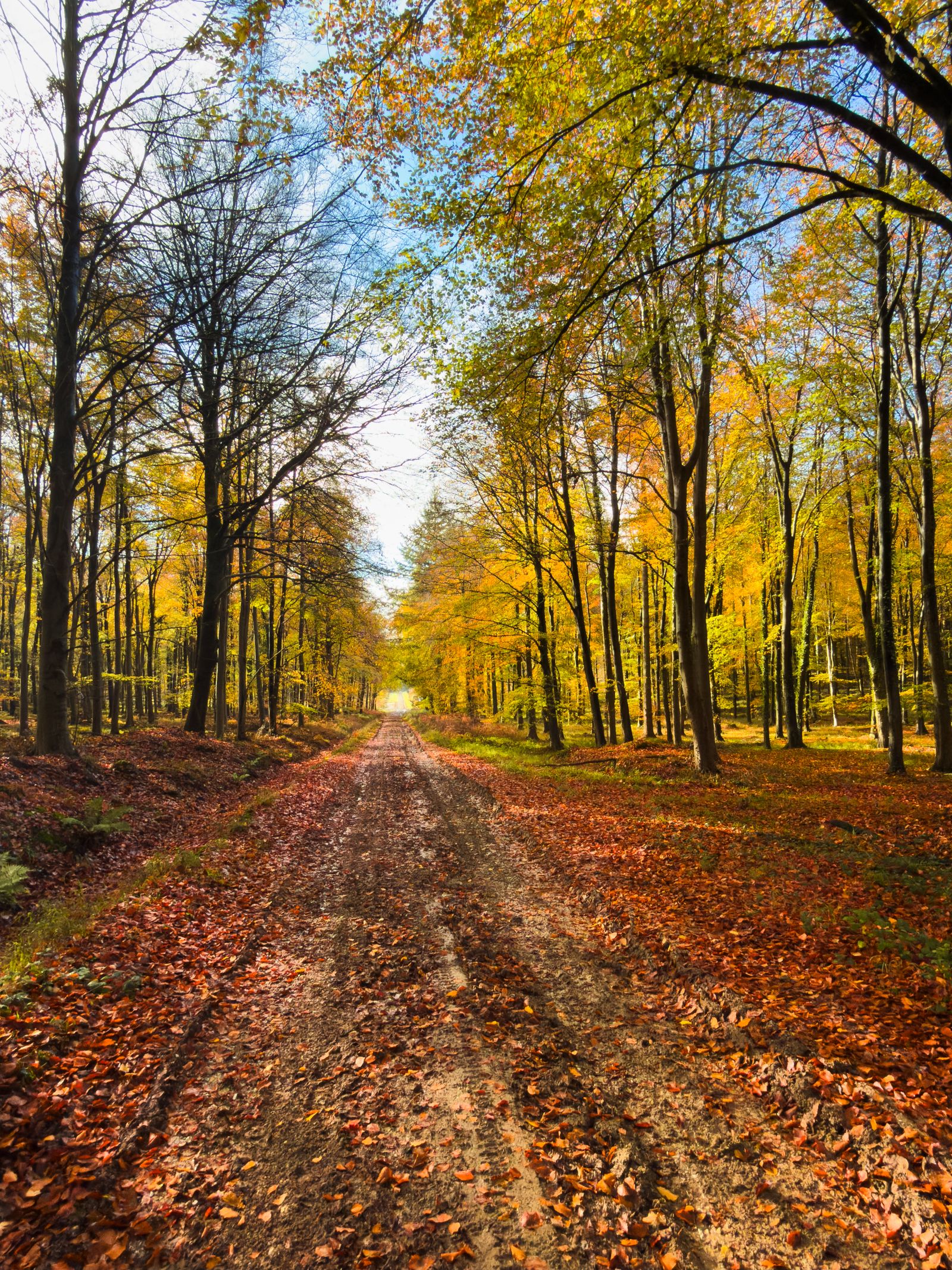 A leaf-covered dirt path running between tall trees with yellow autumn foliage