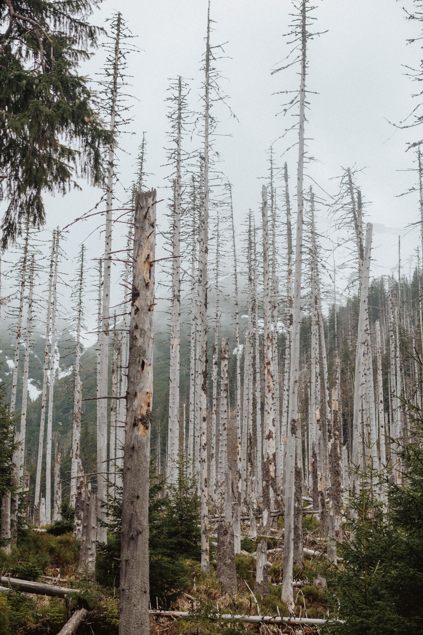 Pale bare tree trunks rising through fog on a gray day