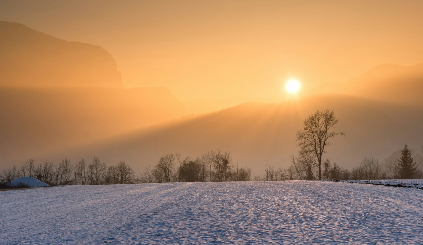 Silhouetted trees against a low golden-hour sun
