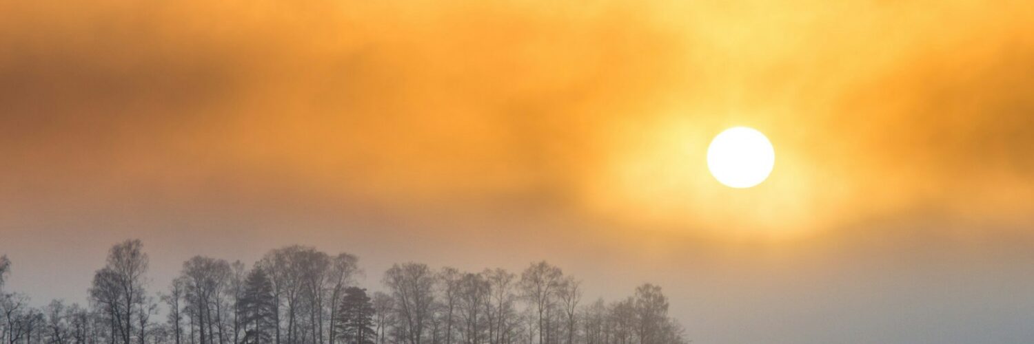 Snow-covered trees lit by a low winter sun