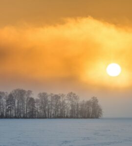 Snow-covered trees lit by a low winter sun