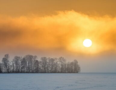 Snow-covered trees lit by a low winter sun